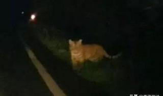 劳斯莱斯堵应急通道 劳斯莱斯堵应急通道