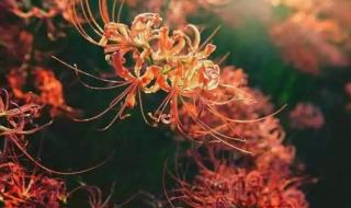 八月初八是什么日子 八月初八是什么日子