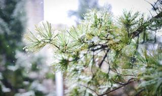 霰和雪的区别是什么