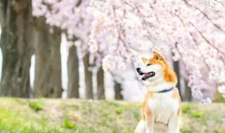 岁月无恙什么意思 岁月无恙什么意思